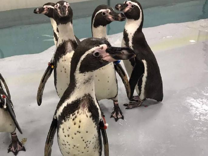 The three penguin chicks have been named Flash, Bingo and Alexa | पेंग्विनच्या तीन पिलांना मिळाली नावे; फ्लॅश, बिंगो आणि ॲलेक्सा The three penguin chicks have been named Flash, Bingo and Alexa | पेंग्विनच्या तीन पिलांना मिळाली नावे; फ्लॅश, बिंगो आणि ॲलेक्सा