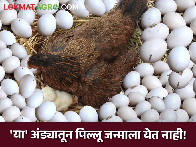 Eggs This does not give birth puppy Eggs for chicks are different What would be the reason? | Eggs : 'या' अंड्यातून पिल्लू जन्माला येत नाही! पिल्ल्यांसाठीचे अंडे वेगळेच; काय असेल कारण?