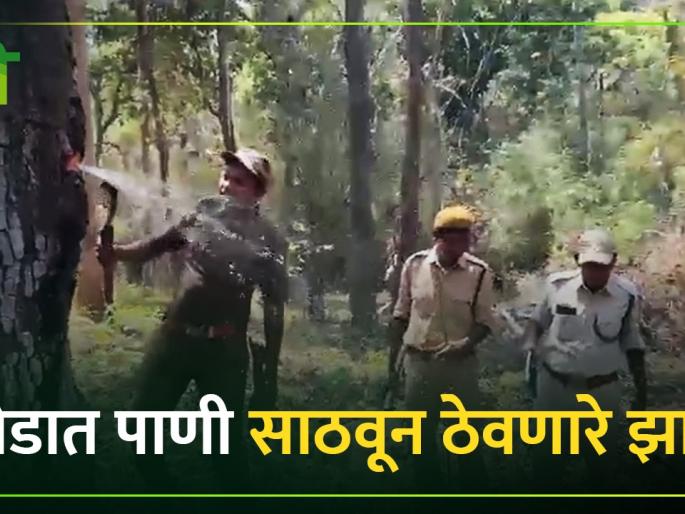 Indian laurel tree stores water in its trunk You will be amazed by the viral video | Laurel Tree Video Viral : इंडियन लॉरेल वृक्ष साठवतो खोडात पाणी! कुठे आढळते हे झाड? Indian laurel tree stores water in its trunk You will be amazed by the viral video | Laurel Tree Video Viral : इंडियन लॉरेल वृक्ष साठवतो खोडात पाणी! कुठे आढळते हे झाड?