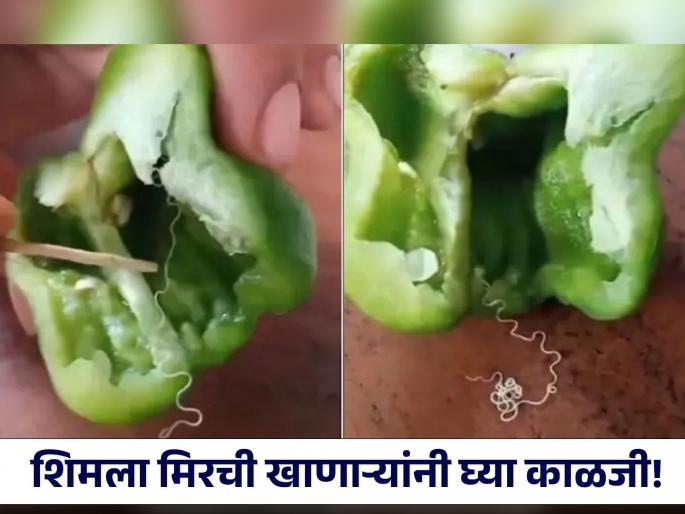 VIDEO : Woman finds thread worms in capsicum | शिमला मिरची खात असाल तर व्हा सावध, मिरची कापताच बाहेर आला एक जीव आणि.... VIDEO : Woman finds thread worms in capsicum | शिमला मिरची खात असाल तर व्हा सावध, मिरची कापताच बाहेर आला एक जीव आणि....