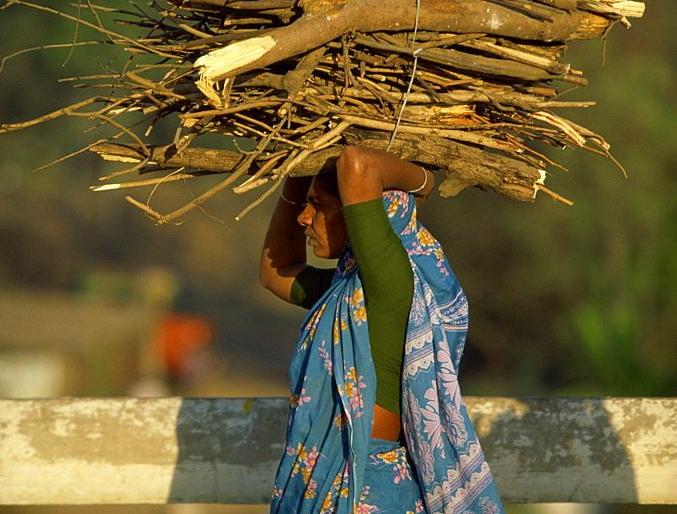 Women in rural areas turn right again in search of firewood | ग्रामीण भागातील महिला सरपणाच्या शोधात पुन्हा दाहीदिशा Women in rural areas turn right again in search of firewood | ग्रामीण भागातील महिला सरपणाच्या शोधात पुन्हा दाहीदिशा