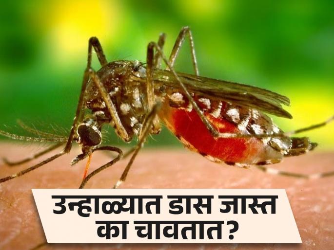 Why mosquitoes bite more in summer, know the reason | कोणत्या कारणांमुळे उन्हाळ्यात जास्त चावतात डास? जाणून घ्या कारण... Why mosquitoes bite more in summer, know the reason | कोणत्या कारणांमुळे उन्हाळ्यात जास्त चावतात डास? जाणून घ्या कारण...