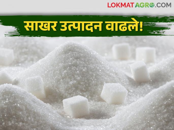 sugar production grow than last year sugarcane facory season crussing report | यंदा मागच्या वर्षीपेक्षा जास्त साखरेचे उत्पादन! आत्तापर्यंत किती झाले उस गाळप? sugar production grow than last year sugarcane facory season crussing report | यंदा मागच्या वर्षीपेक्षा जास्त साखरेचे उत्पादन! आत्तापर्यंत किती झाले उस गाळप?