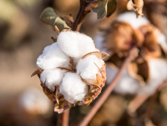 ‘One Village, One Variety’ scheme; Selection of 50 villages; Subsidy of Rs. 500 per hectare to farmers! | ‘एक गाव, एक वाण’ याेजना; ५० गावांची निवड; शेतकऱ्यांना हेक्टरीसात हजार ५०० रुपयांचे अनुदान! ‘One Village, One Variety’ scheme; Selection of 50 villages; Subsidy of Rs. 500 per hectare to farmers! | ‘एक गाव, एक वाण’ याेजना; ५० गावांची निवड; शेतकऱ्यांना हेक्टरीसात हजार ५०० रुपयांचे अनुदान!