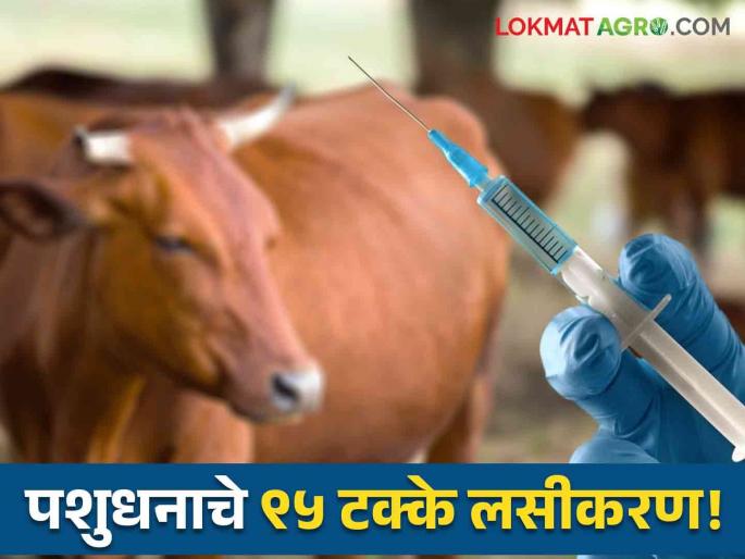 Animal Vaccination 95% of animal vaccinations for prevention of diseases such as Lactobacillus, PPR, LSD are completed by Animal Husbandry | Animal Vaccination : जनावरांच्या लाखखूरकुत, PPR, LSD रोगांच्या प्रतिबंधासाठी ९५ टक्के लसीकरण 'पशुसंवर्धन'कडून पूर्ण Animal Vaccination 95% of animal vaccinations for prevention of diseases such as Lactobacillus, PPR, LSD are completed by Animal Husbandry | Animal Vaccination : जनावरांच्या लाखखूरकुत, PPR, LSD रोगांच्या प्रतिबंधासाठी ९५ टक्के लसीकरण 'पशुसंवर्धन'कडून पूर्ण