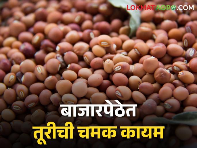 Mustard rose in the market, the highest price per quintal was fetched in these market committees today | बाजारपेठेत तूरीची चमक वाढली, क्विंटलमागे आज या बाजारसमितींमध्ये मिळतोय सर्वाधिक भाव Mustard rose in the market, the highest price per quintal was fetched in these market committees today | बाजारपेठेत तूरीची चमक वाढली, क्विंटलमागे आज या बाजारसमितींमध्ये मिळतोय सर्वाधिक भाव