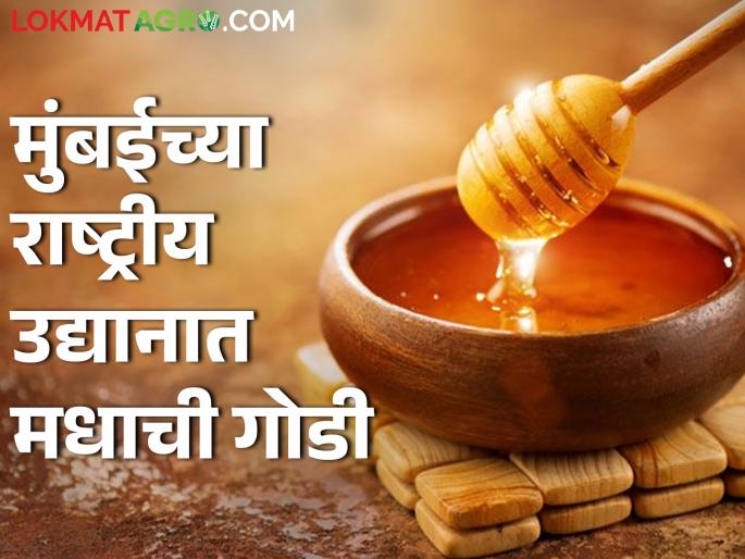 Tourists can taste the sweetness of honey in Borivali National Park! | बोरिवलीच्या राष्ट्रीय उद्यानात पर्यटकांना चाखता येणार मधाचा गोडवा!