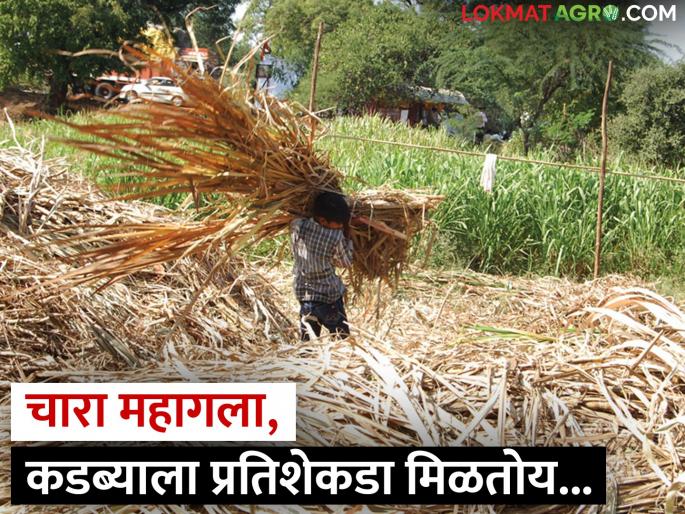 Fodder has become expensive, Kadaba is getting such a price per hundred | चारा महागला, कडब्याला प्रतिशेकडा मिळतोय एवढा भाव Fodder has become expensive, Kadaba is getting such a price per hundred | चारा महागला, कडब्याला प्रतिशेकडा मिळतोय एवढा भाव