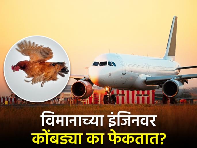 Why are chickens thrown at the airplane engine know reason | विमानाच्या इंजिनावर कोंबड्या का फेकल्या जातात? जाणून घ्या कारण... Why are chickens thrown at the airplane engine know reason | विमानाच्या इंजिनावर कोंबड्या का फेकल्या जातात? जाणून घ्या कारण...