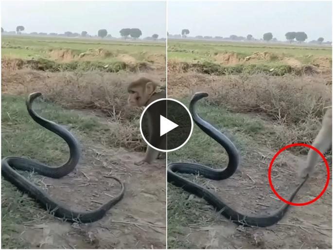King cobra and monkey fight video viral funny video snake attack | VIDEO : माकडाने किंग कोब्राची शेपटी खेचली, सापाने केला हल्ला आणि मग.... King cobra and monkey fight video viral funny video snake attack | VIDEO : माकडाने किंग कोब्राची शेपटी खेचली, सापाने केला हल्ला आणि मग....