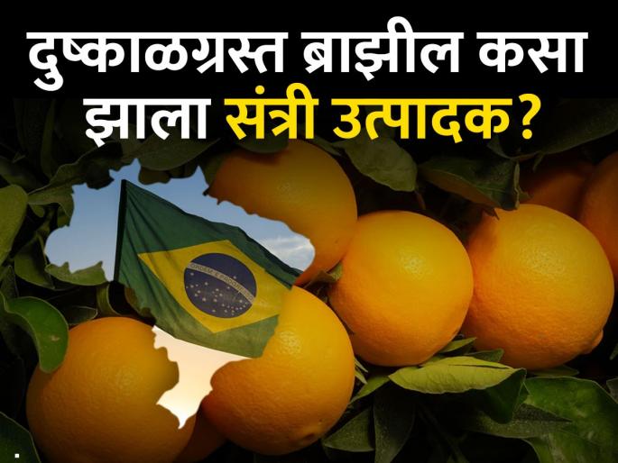 Oranges bloom in drought-stricken Brazil, where are India's horses stuck? | दुष्काळी ब्राझीलमध्ये संत्री बहरतात, भारताचे घोडे कुठे अडले? Oranges bloom in drought-stricken Brazil, where are India's horses stuck? | दुष्काळी ब्राझीलमध्ये संत्री बहरतात, भारताचे घोडे कुठे अडले?
