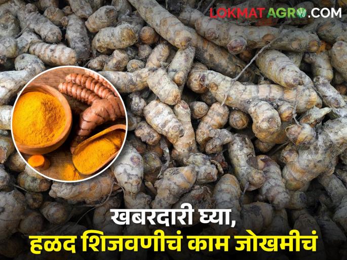 Want a good market price for turmeric? This method saves time compared to traditional harvesting | हळदीला चांगला बाजारभाव हवाय? पारंपरिक शिजवणीपेक्षा या पद्धतीने वाचतो वेळ Want a good market price for turmeric? This method saves time compared to traditional harvesting | हळदीला चांगला बाजारभाव हवाय? पारंपरिक शिजवणीपेक्षा या पद्धतीने वाचतो वेळ