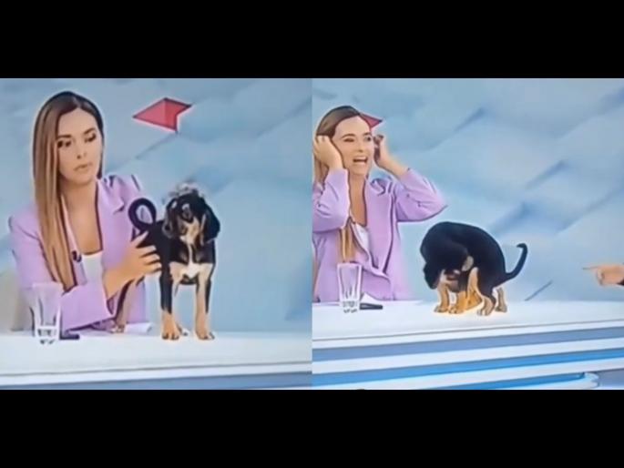 Live Tv broadcast interrupted as dog poops on anchor desk pet adoption program | लाईव्ह टीव्हीवर कुत्र्याच्या पिल्लाला घेऊन बसली होती अॅंकर, त्याने टेबलवरच केलं असं काही.... Live Tv broadcast interrupted as dog poops on anchor desk pet adoption program | लाईव्ह टीव्हीवर कुत्र्याच्या पिल्लाला घेऊन बसली होती अॅंकर, त्याने टेबलवरच केलं असं काही....