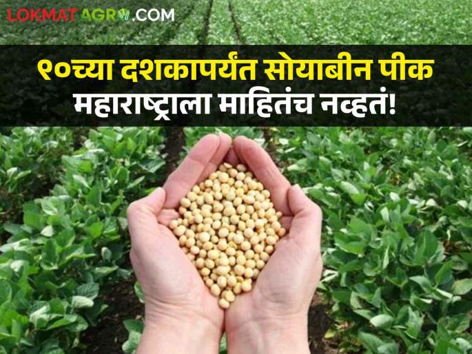 Soybean Crop How Soybean Crop became the most important crop in the state in the 90s unknown to Maharashtra | Soybean Crop : ९० च्या दशकात महाराष्ट्राला माहिती नसलेले सोयाबीन पीक कसे बनले सर्वांत महत्त्वाचे पीक Soybean Crop How Soybean Crop became the most important crop in the state in the 90s unknown to Maharashtra | Soybean Crop : ९० च्या दशकात महाराष्ट्राला माहिती नसलेले सोयाबीन पीक कसे बनले सर्वांत महत्त्वाचे पीक