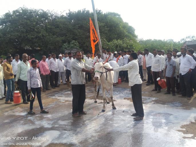 In order to increase the price of milk, milk was given to cows in Chem | दूध दरवाढीसाठी केममध्ये गायिलाच केला दुग्धाभिषेक In order to increase the price of milk, milk was given to cows in Chem | दूध दरवाढीसाठी केममध्ये गायिलाच केला दुग्धाभिषेक