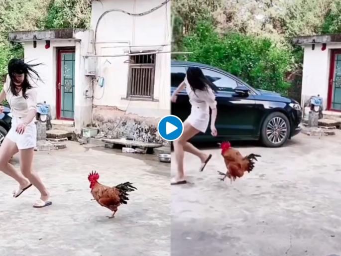 Funny video : Chicken attack on girl funny viral video | तरूणीच्या मागे लागला लाल तुरेवाला कोंबडा, व्हिडीओ बघून पोट धरून हसाल.... Funny video : Chicken attack on girl funny viral video | तरूणीच्या मागे लागला लाल तुरेवाला कोंबडा, व्हिडीओ बघून पोट धरून हसाल....