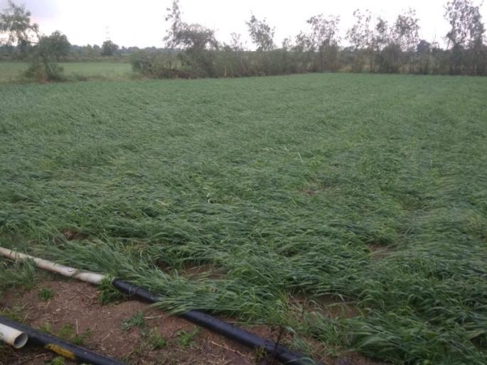 Crop landslide with return rainfall in Wardha district | वर्धा जिल्ह्यात परतीच्या पावसाने पीक भुईसपाट Crop landslide with return rainfall in Wardha district | वर्धा जिल्ह्यात परतीच्या पावसाने पीक भुईसपाट