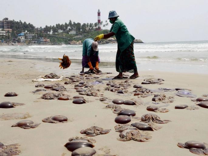 Travel Tips : Jellyfish attack on goa seaside 90 people injured | धोका वाढला! गोव्याच्या समुद्र किनाऱ्यावर घातक जेलीफिशचा कहर; २ दिवसात ९० लोक झाले शिकार Travel Tips : Jellyfish attack on goa seaside 90 people injured | धोका वाढला! गोव्याच्या समुद्र किनाऱ्यावर घातक जेलीफिशचा कहर; २ दिवसात ९० लोक झाले शिकार