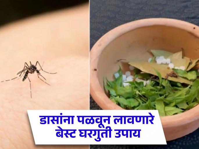 Best home remedies to get rid of mosquitoes in summer | उन्हाळ्यात डासांमुळे झोपेचं खोबरं होतं? लगेच करा हे बेस्ट घरगुती उपाय मग बघा कमाल! Best home remedies to get rid of mosquitoes in summer | उन्हाळ्यात डासांमुळे झोपेचं खोबरं होतं? लगेच करा हे बेस्ट घरगुती उपाय मग बघा कमाल!