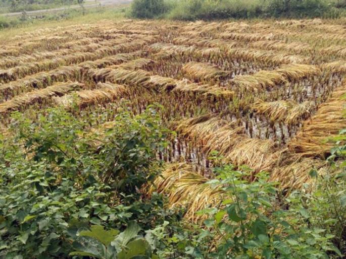 Rains hit Bhandara district | भंडारा जिल्ह्याला पावसाचा फटका