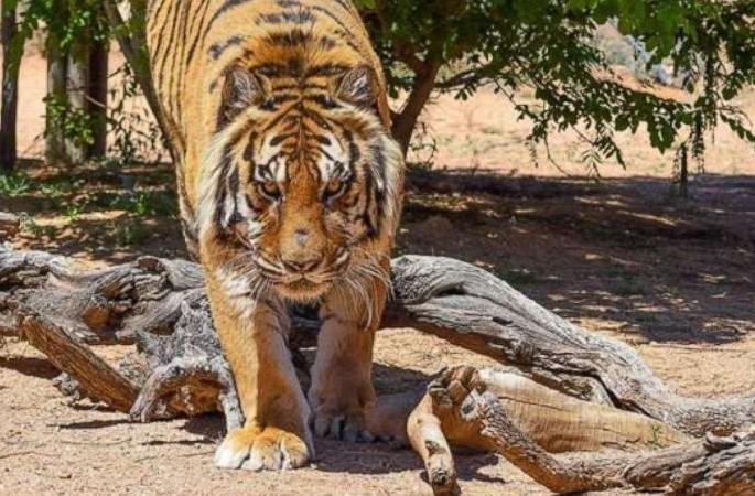 In five years, 10 people have been killed in wildlife attacks | पाच वर्षांत वर्धा वनपरिक्षेत्रात वन्यप्राण्यांच्या हल्ल्यांत १० जणांचा बळी In five years, 10 people have been killed in wildlife attacks | पाच वर्षांत वर्धा वनपरिक्षेत्रात वन्यप्राण्यांच्या हल्ल्यांत १० जणांचा बळी