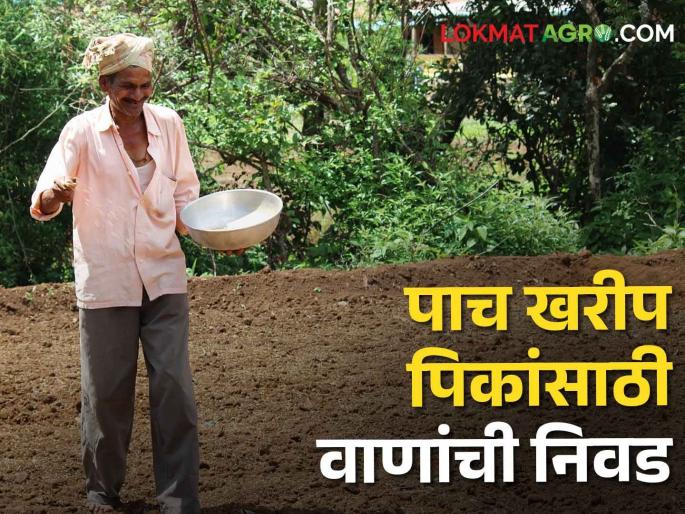 Kharif sowing: As Kharif season begins, select these varieties for 5 crops including cotton | Kharif sowing: खरीप हंगामाला होतेय सुरुवात, कापसासह ५ पिकांसाठी करा या वाणांची निवड Kharif sowing: As Kharif season begins, select these varieties for 5 crops including cotton | Kharif sowing: खरीप हंगामाला होतेय सुरुवात, कापसासह ५ पिकांसाठी करा या वाणांची निवड