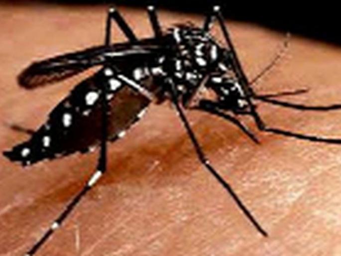 3 thousand 3 pots in the pot | ४४ हजार १८२ भांड्यामध्ये डासउत्पत्ती