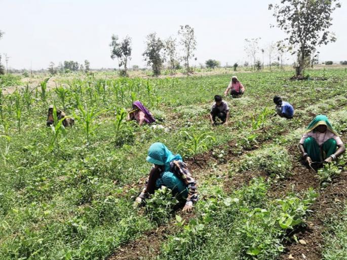  Social distancing works in the field | शेतातही होताहेत सोशल डिस्टन्सिंगने कामे