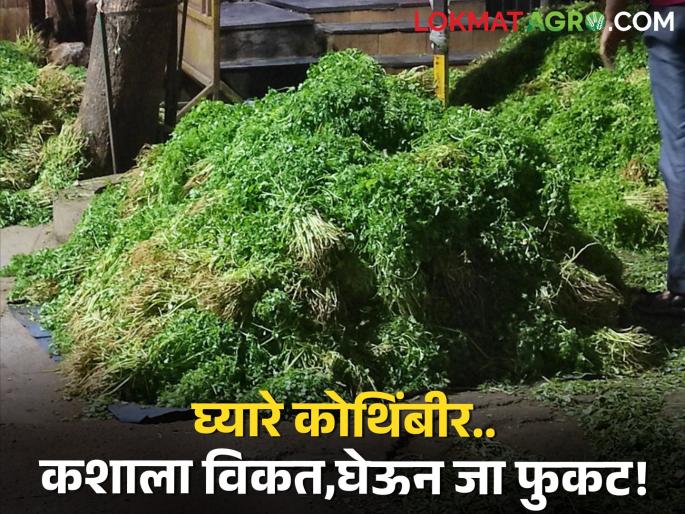 No uprising due to increase in income, time for farmers to throw coriander on the streets | आवक वाढल्याने उठाव नाही, कोथिंबीर रस्त्यावर फेकण्याची शेतकऱ्यांवर वेळ No uprising due to increase in income, time for farmers to throw coriander on the streets | आवक वाढल्याने उठाव नाही, कोथिंबीर रस्त्यावर फेकण्याची शेतकऱ्यांवर वेळ