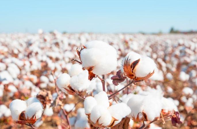 Cotton will also be procured at Nagardevale | नगरदेवळे येथेही खरेदी केली जाणार कपाशी Cotton will also be procured at Nagardevale | नगरदेवळे येथेही खरेदी केली जाणार कपाशी