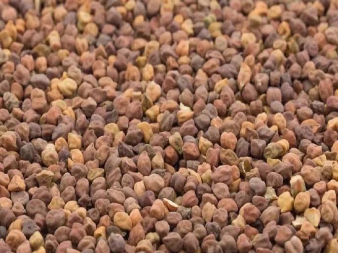 government purchase of gram, which the farmers have been waiting for since the private price is low, has started from Tuesday | हरभऱ्याची शासकीय खरेदी सुरू, नोंदणीलाही मुदतवाढ दिलासा government purchase of gram, which the farmers have been waiting for since the private price is low, has started from Tuesday | हरभऱ्याची शासकीय खरेदी सुरू, नोंदणीलाही मुदतवाढ दिलासा