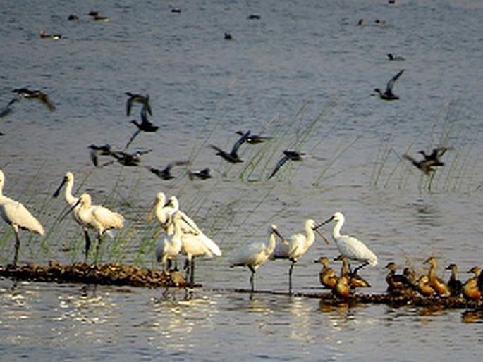 3 species recorded in the district | जिल्ह्यात २७४ प्रजातीची नोंद