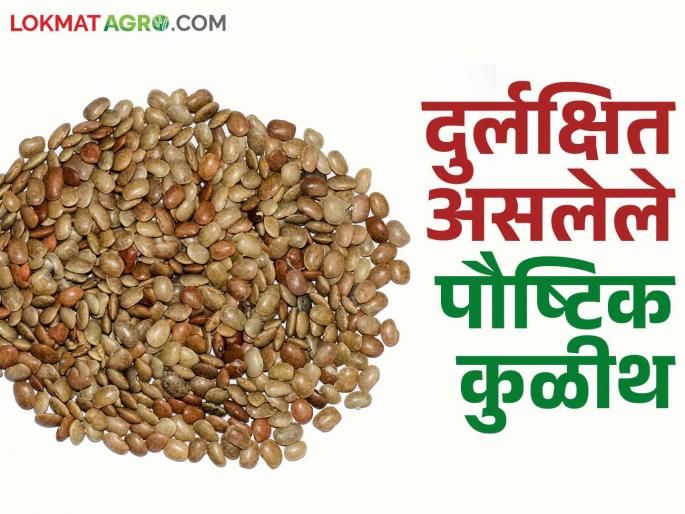 There are many benefits of neglected Kulitha; know in detail | दुर्लक्षित कुळीथाचे फायदे अनेक; जाणून घ्या सविस्तर