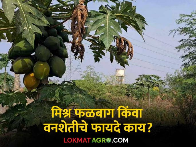 Agro Forestry How much benefit does mixed orchard or forestry have for soil conservation? How much income does it provide? | Agro Forestry : मिश्रफळबाग किंवा वनशेतीचा माती संवर्धनासाठी किती फायदा? किती मिळते उत्पन्न? Agro Forestry How much benefit does mixed orchard or forestry have for soil conservation? How much income does it provide? | Agro Forestry : मिश्रफळबाग किंवा वनशेतीचा माती संवर्धनासाठी किती फायदा? किती मिळते उत्पन्न?