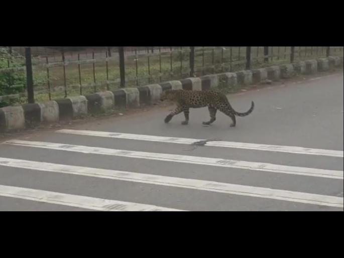 A crowd gathered to see a leopard walk in Bori forest department jailed | बोरीत बिबट्याचा फेरफटका पहायला उसळली गर्दी, वनखात्याने केले जेरबंद A crowd gathered to see a leopard walk in Bori forest department jailed | बोरीत बिबट्याचा फेरफटका पहायला उसळली गर्दी, वनखात्याने केले जेरबंद