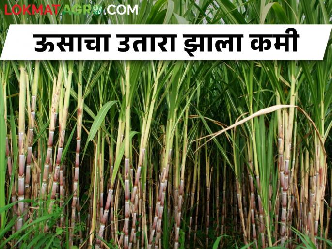 Due to the drought conditions, the yield of sugarcane is reduced, laborers are not even available for cutting! | दुष्काळी स्थितीमुळे उसाचा उतारा झाला कमी, तोडणीसाठी मजूरही मिळेनात! Due to the drought conditions, the yield of sugarcane is reduced, laborers are not even available for cutting! | दुष्काळी स्थितीमुळे उसाचा उतारा झाला कमी, तोडणीसाठी मजूरही मिळेनात!
