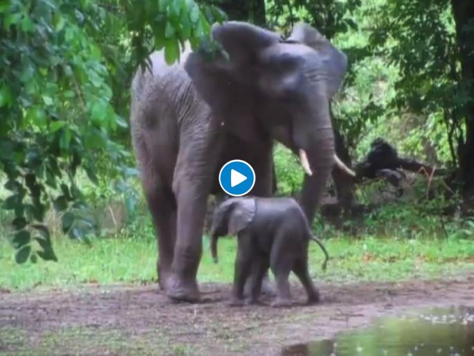 Video: The baby elephant started dancing 20 minutes after birth video viral in social media | Video: जन्माच्या २० मिनिटांनंतर डान्स करतोय हत्तीचा पिल्लू; व्हिडीओ पाहून तुमच्याही चेहऱ्यावर येईल हसू Video: The baby elephant started dancing 20 minutes after birth video viral in social media | Video: जन्माच्या २० मिनिटांनंतर डान्स करतोय हत्तीचा पिल्लू; व्हिडीओ पाहून तुमच्याही चेहऱ्यावर येईल हसू