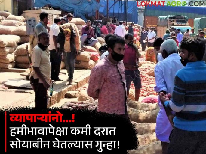 If the goods are purchased at a lower price than the guaranteed price, a case will be filed against the traders! Notice of Karad Bazaar Committee | हमीभावापेक्षा कमी दरात माल खरेदी केल्यास व्यापाऱ्यांवर होणार गुन्हा दाखल! कराड बाजार समितीचे सूचनापत्रक If the goods are purchased at a lower price than the guaranteed price, a case will be filed against the traders! Notice of Karad Bazaar Committee | हमीभावापेक्षा कमी दरात माल खरेदी केल्यास व्यापाऱ्यांवर होणार गुन्हा दाखल! कराड बाजार समितीचे सूचनापत्रक