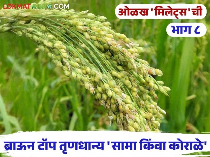 Browntop Millets: Do you know these things about the browntop millets that come to South India? | Browntop Millets : दक्षिण भारतामध्ये येणाऱ्या सामा किंवा कोराळे भरडधान्यांबद्दल 'या' गोष्टी माहितीयेत का? Browntop Millets: Do you know these things about the browntop millets that come to South India? | Browntop Millets : दक्षिण भारतामध्ये येणाऱ्या सामा किंवा कोराळे भरडधान्यांबद्दल 'या' गोष्टी माहितीयेत का?