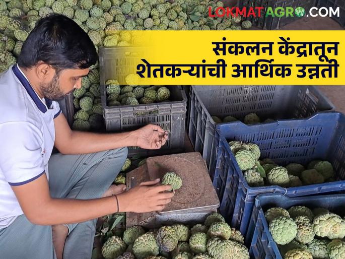 Fruit Collection Centre: New way of income for farmers from collection centre; Goods are also getting good rates | Fruit Collection Centre : संकलन केंद्रातून शेतकऱ्यांना उत्पन्नाचा नवा मार्ग; मालालाही मिळतोय चांगला दर Fruit Collection Centre: New way of income for farmers from collection centre; Goods are also getting good rates | Fruit Collection Centre : संकलन केंद्रातून शेतकऱ्यांना उत्पन्नाचा नवा मार्ग; मालालाही मिळतोय चांगला दर
