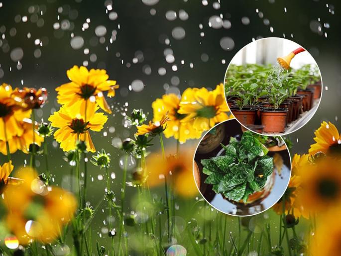 Home Gardening Tips Do Plants need water in Monsoon : Should I add water to the plants during monsoon or not, how much should I add? 4 tips, the garden will bloom green.. | पावसाळ्यात कुंडीतल्या झाडांना पाणी घालावं की नाही, किती घालावं? ४ टिप्स, बाग फुलेल हिरवीगार..
