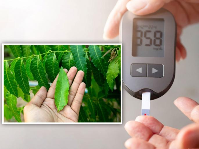 Neem leaves benefits for high blood sugar level | High Blood Sugar ने हैराण आहात? लगेच या झाडाची पाने खाणं सुरू करा, मिळेल फायदा