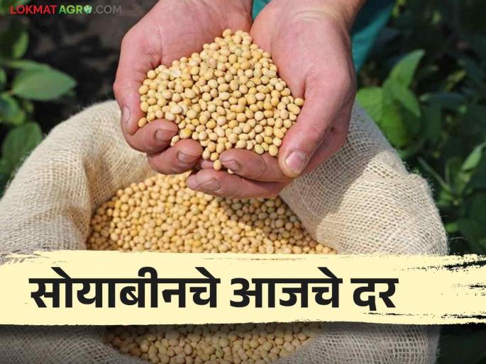 Soybean Rates Today Soybean arrival in these 3 market committees today How much did you get? | Soybean Rates Today : आज 'या' ३ बाजार समित्यांत झाली सोयाबीनची आवक! किती मिळाला दर? Soybean Rates Today Soybean arrival in these 3 market committees today How much did you get? | Soybean Rates Today : आज 'या' ३ बाजार समित्यांत झाली सोयाबीनची आवक! किती मिळाला दर?
