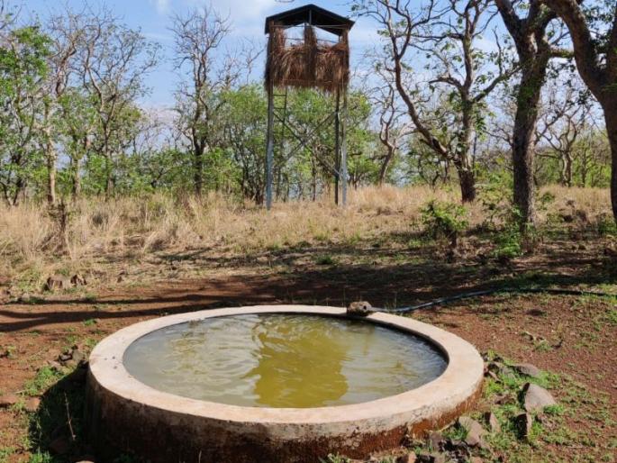 Stay awake on Vidarbha watersheds, smugglers eyes on tiger reserves; Notice from National Tiger Authority | विदर्भात पाणवठ्यांवर ‘जागते रहो’, व्याघ्र प्रकल्पांवर तस्करांची नजर; राष्ट्रीय व्याघ्र प्राधिकरणाकडून सूचना Stay awake on Vidarbha watersheds, smugglers eyes on tiger reserves; Notice from National Tiger Authority | विदर्भात पाणवठ्यांवर ‘जागते रहो’, व्याघ्र प्रकल्पांवर तस्करांची नजर; राष्ट्रीय व्याघ्र प्राधिकरणाकडून सूचना