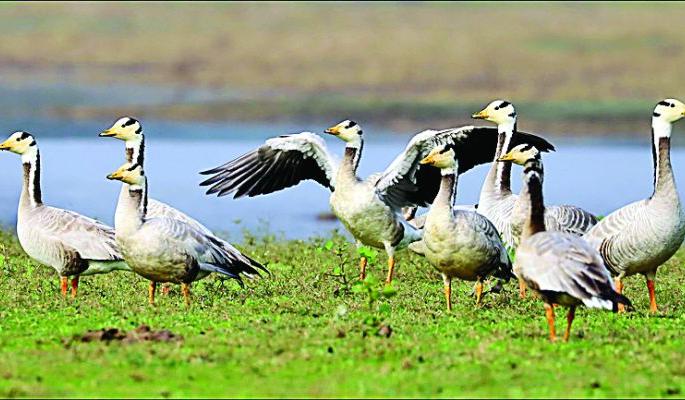 Mongolian guests came to the lakes in Nagpur | नागपुरातील तलावांवर आले मंगोलियन पाहुणे