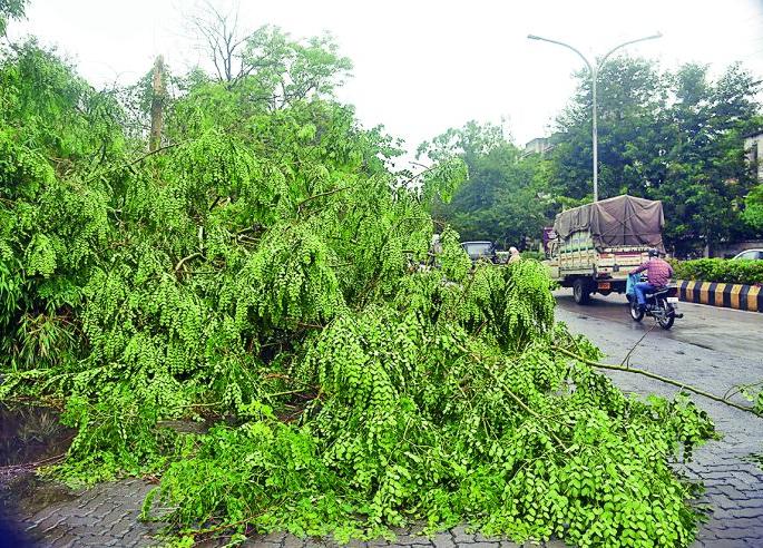 Due to these reasons, these trees are uprooted even in a short storm | 'या' कारणांमुळे 'ही' झाडे छाेट्या वादळातही उन्मळून पडतात 