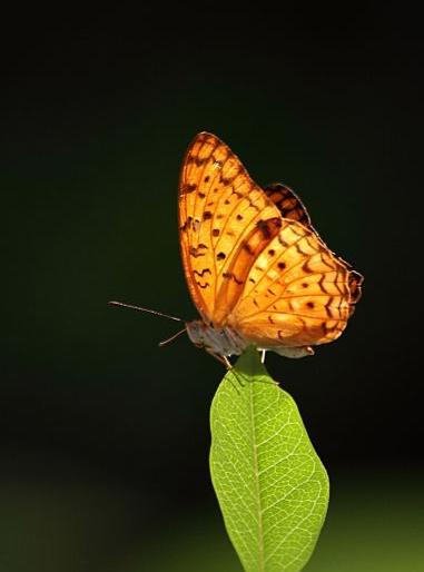 Call Common Lepard now Bitty and Small Lepard as Bitty Bitty | कॉमन लेपर्डला म्हणा आता बिट्टी आणि स्मॉल लेपर्डला छोटी बिट्टी Call Common Lepard now Bitty and Small Lepard as Bitty Bitty | कॉमन लेपर्डला म्हणा आता बिट्टी आणि स्मॉल लेपर्डला छोटी बिट्टी