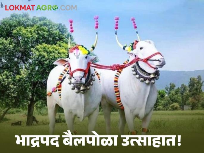 Baipola Bhadrapada Baipola celebrated with enthusiasm across the state | Baipola : सर्जा राजाचा उत्सव! राज्यभरात भाद्रपद बैलपोळा उत्साहात साजरा Baipola Bhadrapada Baipola celebrated with enthusiasm across the state | Baipola : सर्जा राजाचा उत्सव! राज्यभरात भाद्रपद बैलपोळा उत्साहात साजरा