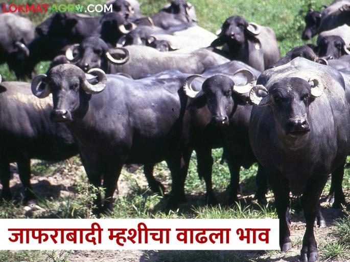 Jafarabadi dairy buffalo price incresed in the market, what has increased the prices? | जाफराबादी दुभत्या म्हशींचा तोरा वाढला, कशाने वाढल्यात किमती? Jafarabadi dairy buffalo price incresed in the market, what has increased the prices? | जाफराबादी दुभत्या म्हशींचा तोरा वाढला, कशाने वाढल्यात किमती?