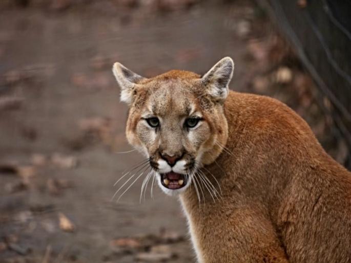 Mom fight with mountain lion to save her 5 year old son in America | जिगरबाज आई! आपल्या मुलाला वाचवण्यासाठी Mountain Lion सोबत आईने केली फाइट, बुक्यांचा मार खाऊन पळून गेला Mom fight with mountain lion to save her 5 year old son in America | जिगरबाज आई! आपल्या मुलाला वाचवण्यासाठी Mountain Lion सोबत आईने केली फाइट, बुक्यांचा मार खाऊन पळून गेला